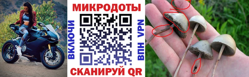 что такое   Санкт-Петербург  Галлюциногенные грибы Cubensis 